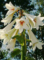 Cardiocrinum